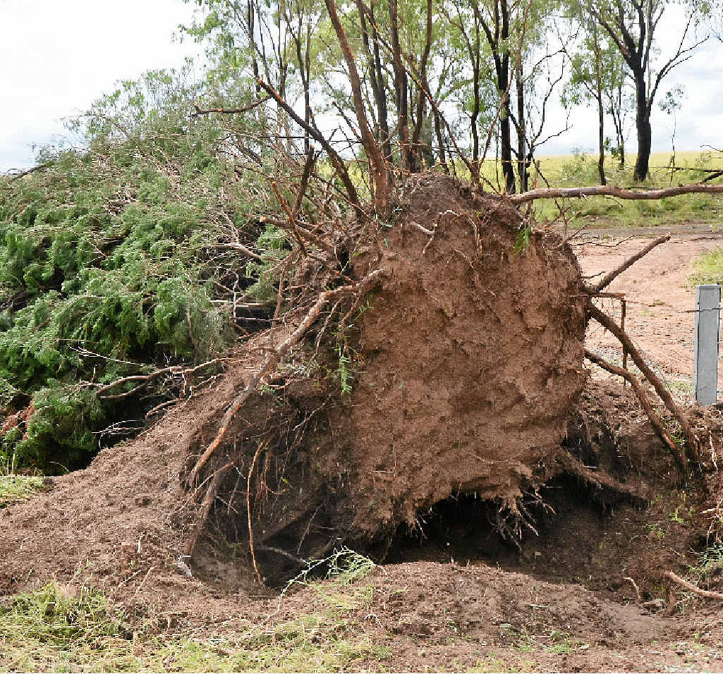 Trees were completely uprooted. Trees were completely uprooted.